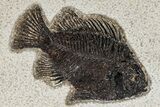 Multiple Fossil Fish (Cockerellites & Knightia) Plate - Wyoming #269794-2